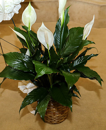 Rosa Lee-8